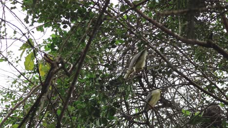 varios pájaros descansando en las ramas de los árboles