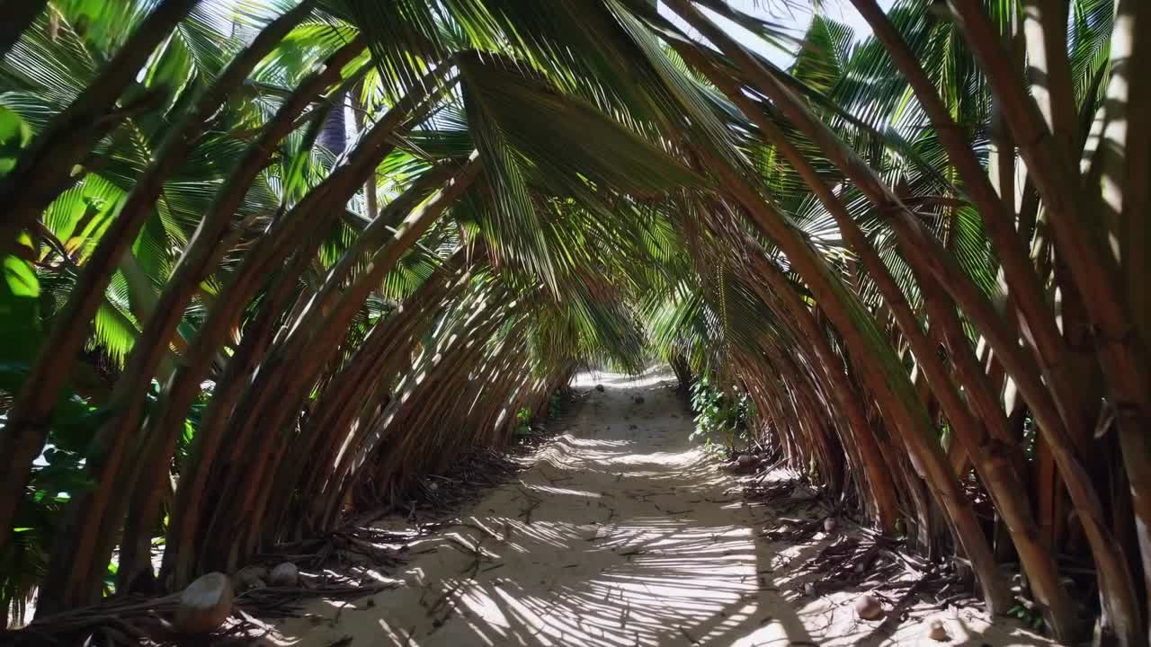 Lush green palm trees arch over sandy path, creating a natural tunnel effect, inviting exploration and adventure through vibrant tropical landscape