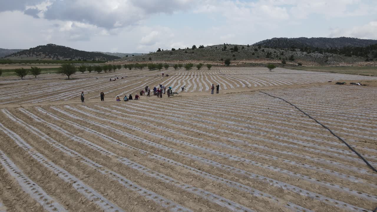 Workers Working in Tomato Field