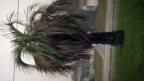 Toma-Vertical-De-Una-Palmera-En-Florida-Durante-Una-Tormenta-Con-Relámpagos