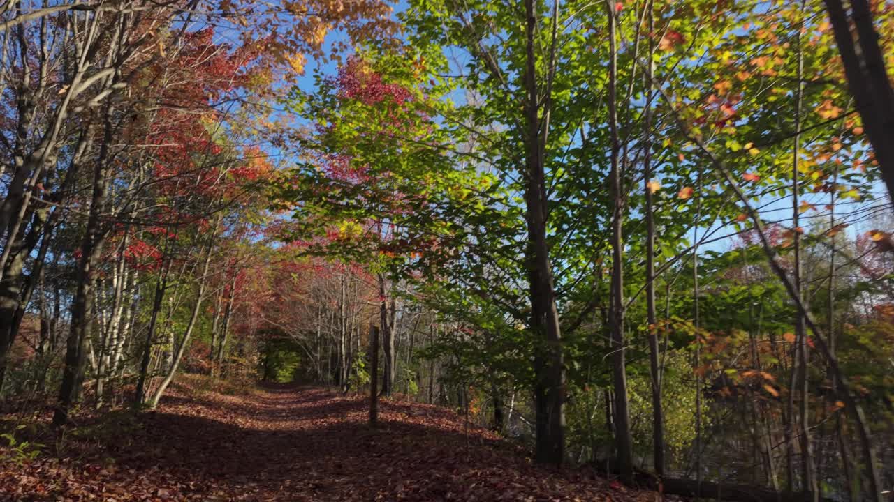 Autumn Trees Through A Forest Trail At Sunrise. Tilt-down Shot