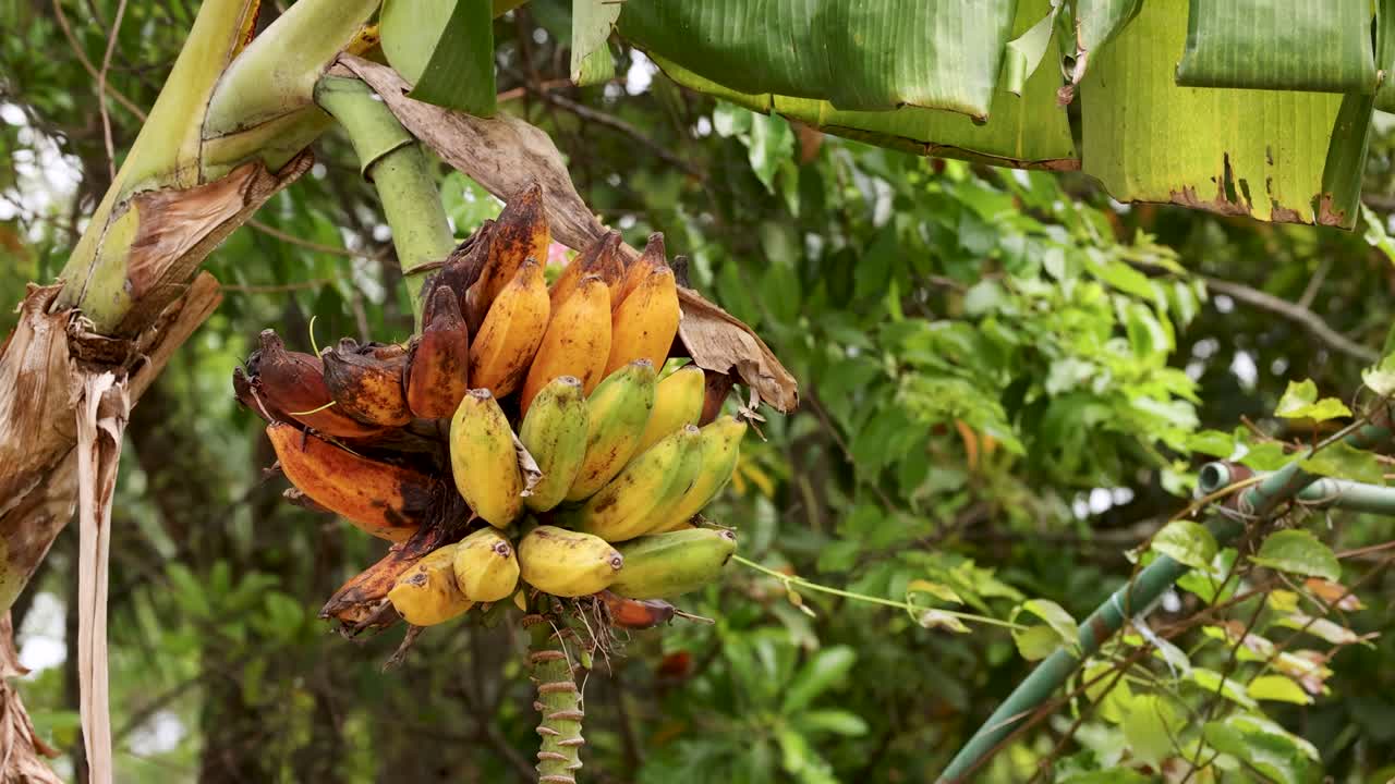 초록색 숲 속의 나무에서 바나나 어리가 익는 모습, 자연스러운 낮빛에서 최소한의 카메라 움직임으로 찍은 사진