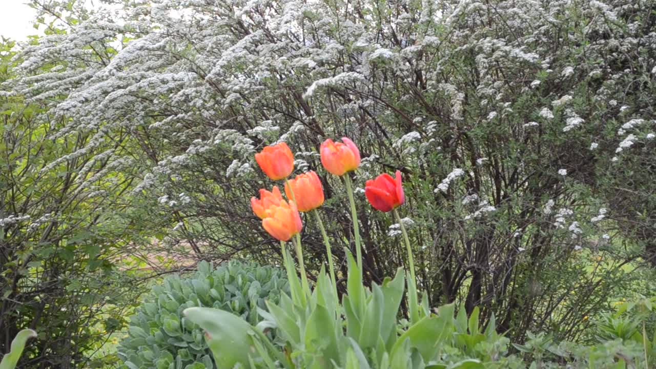 Bellissimi fiori primaverili