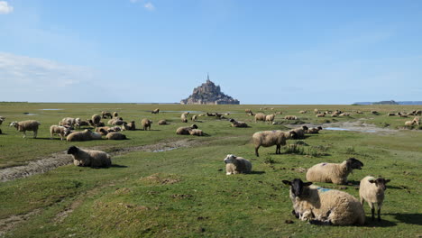 Amidst-the-Mont-Saint-Michel-backdrop,-sheep-create-a-tranquil-and-rustic