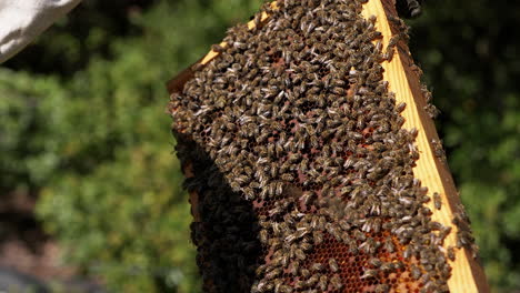 Opened-Beehive-in-spring-honey-season