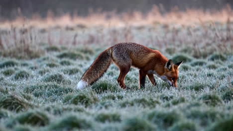 red fox in a frozen field at sunrise