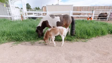 miniature horses playing and running in a grass pasture