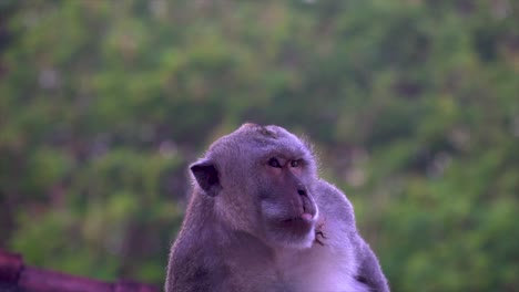 Monkeys-in-Bali,-Indonesia