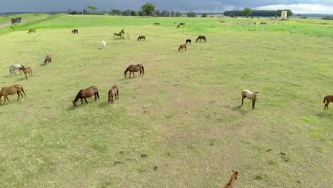 Caballos-En-Un-Pasto-De-Verano