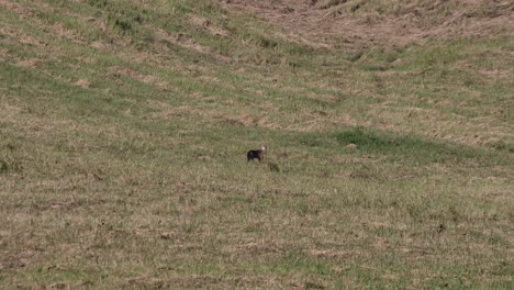 Looking-to-the-right-while-seen-in-the-middle-of-a-sloping-grassland-outside-of-the-forest-then-turns-around,-Golden-Jackal-Canis-aureus,-Thailand