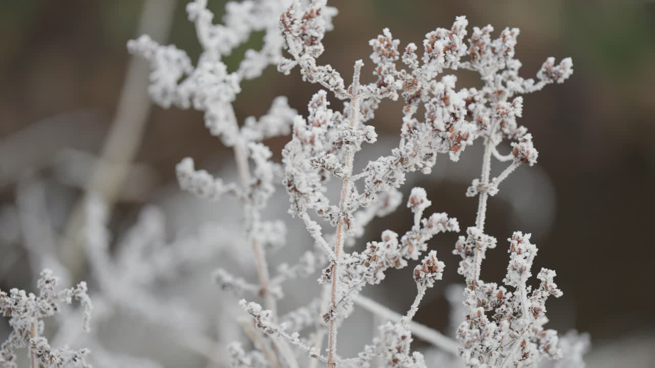 The thin layer of gentle hoarfrost on the withered plant in the winter garden. Parallax shot