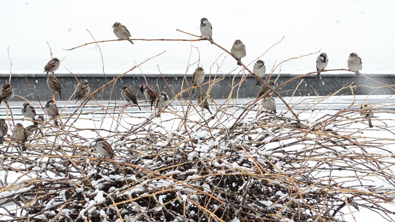 Winter und Geflügel. Spatzen und Sträucher.
