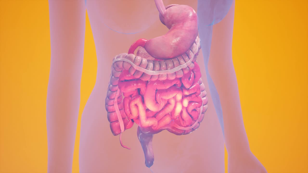 animación 3d anatómica del sistema digestivo. mostrando el cuerpo transparente, destacando el intestino y el estómago.