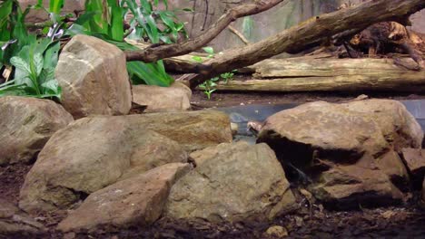 Reticulated-Python-Crawling-On-Rocks-At-Burgers'-Zoo-In-Arnhem,-Netherlands