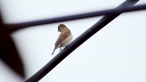 A-female-scaly-breasted-munia-or-spotted-munia,-Lonchura-punctulata-is-perching-on-an-electric-wire-in-the-middle-of-Bangkok,-Thailand