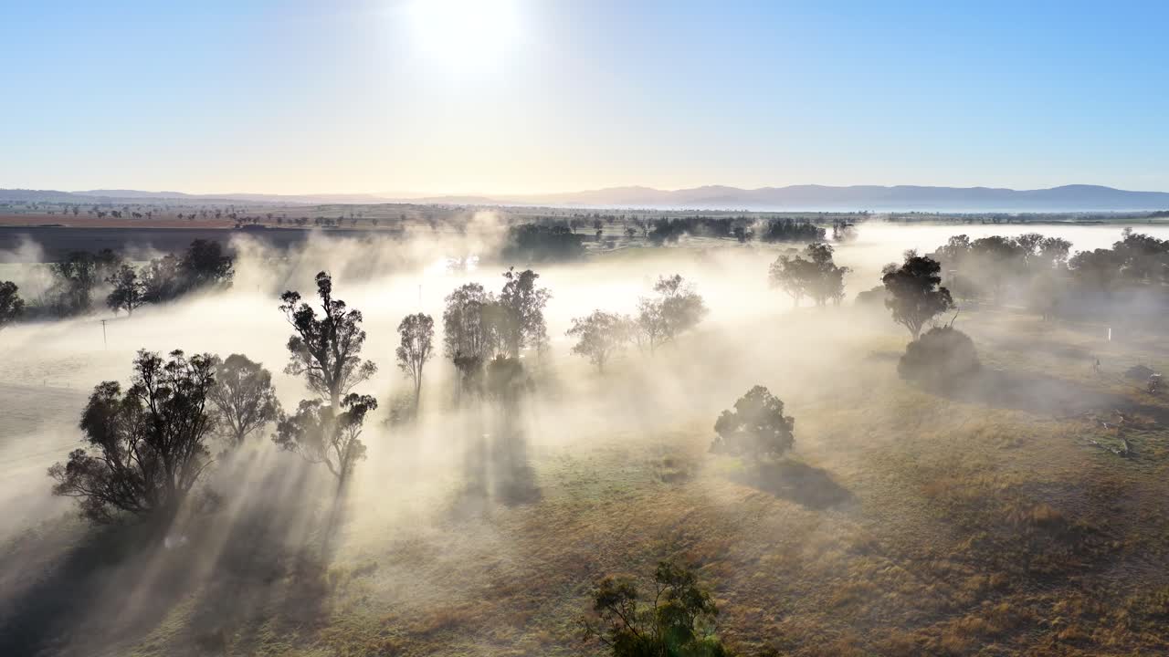 Drone glides above misty rural landscape at sunrise, casting long tree shadows through dense fog in Tamworth, New South Wales. Bright, clear sky enhances tranquil atmosphere