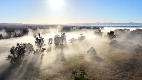 drone glides above misty rural landscape at sunrise, casting long tree shadows through dense fog in tamworth, new south wales. bright, clear sky enhances tranquil atmosphere