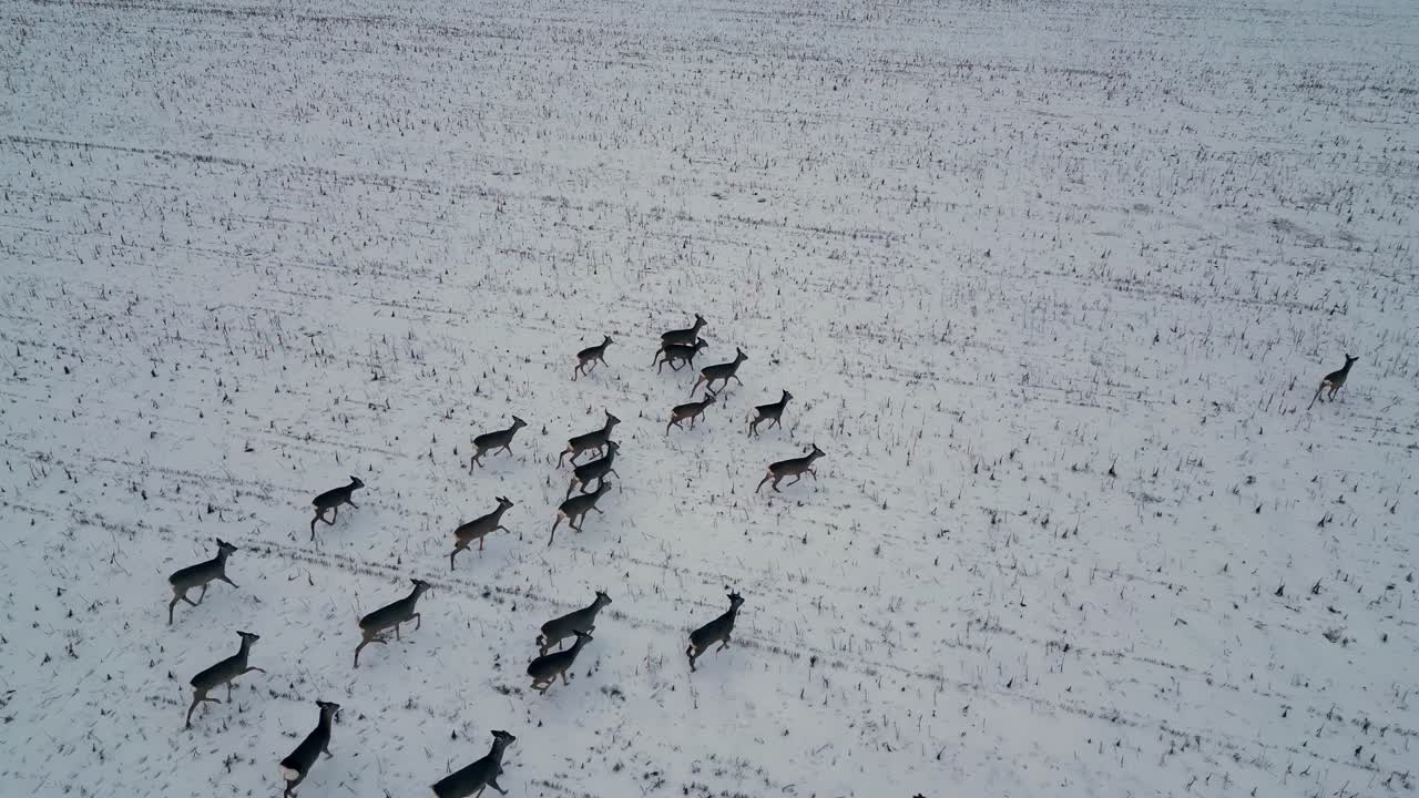 하 눈 인 겨울 풍경에서 사 를 공중에서 따라가는 야생동물 영상