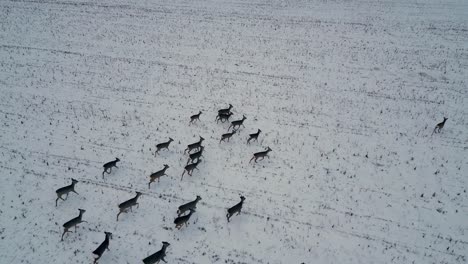 Seguimiento-Aéreo-De-Una-Manada-De-Ciervos-En-Un-Paisaje-Invernal-Blanco-Y-Nevado,-Imágenes-De-Vida-Silvestre