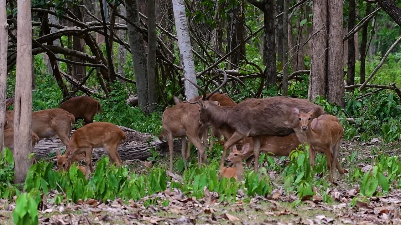 들판의 사슴은 서식지 손실과 사냥으로 인해 멸종 위기에 처한 종입니다.