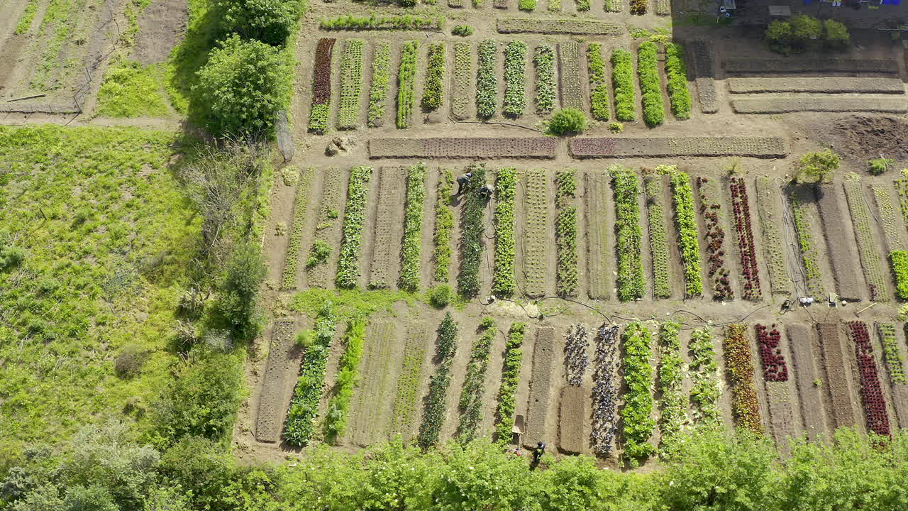 농작물은 좋은 상태입니다.