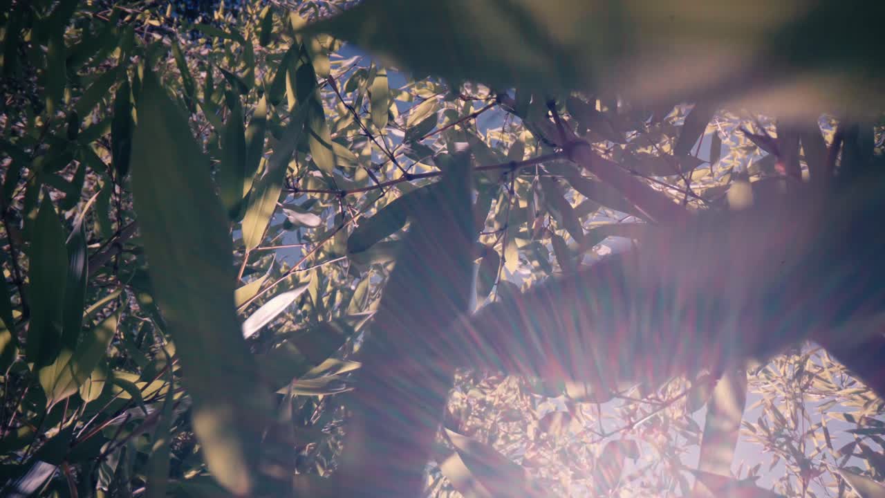 Bright sunlight bursting through green bamboo leaves creating a lens flare effect. Low angle perspective looking up at the foliage against the sky with dynamic lighting and natural glow