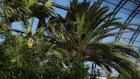 tropical plants in a greenhouse