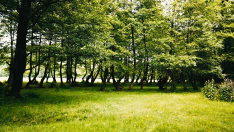 walking on a country road in the forest, summer season