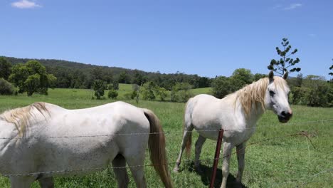 dos caballos blancos moviéndose a través de un campo verde