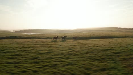 Colorful-herd-of-ranch-horses-galloping-in-meadow-grassland-in-Iceland-countryside.-Wild-free-horses-running-and-trotting-in-icelandic-grassland.-Wildlife-and-animal-theme.-Freedom-concept