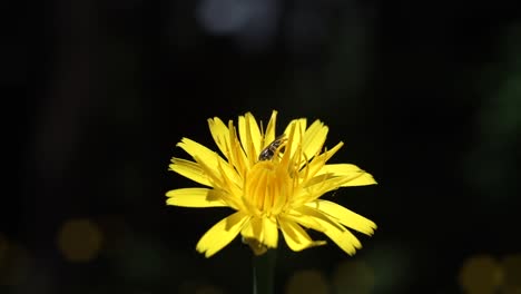 A-tiny-bee-fly-or-humblefly-moving-amongst-the-yellow-petals-of-a-common-dandelion,-Taraxacum