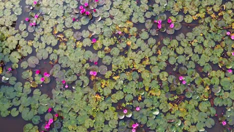 water lily blooming, river side water lily in the stream, , ,mangrove forest inland water body, beautiful aerial shot, group, blossom , field, top, water lily grows with mosses and grasses