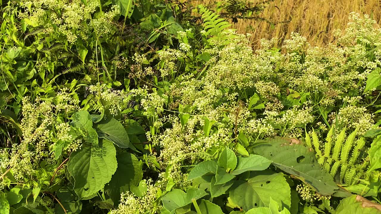 Mikania bitter vine spreading across dense tropical vegetation with small white flowers, invasive plant covering green foliage