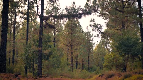 baje desde el cielo brillante hasta el suelo del bosque de pinos y el estrecho camino de incendios a través de bosques cubiertos de paja de pino rojo