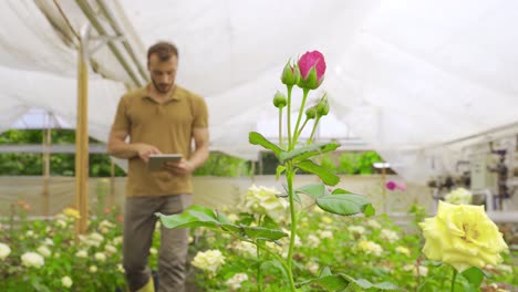 El-Plantador-O-El-Agricultor-Está-Usando-Una-Tableta-Para-Monitorear-El-Crecimiento-De-Las-Flores-De-Rosas.