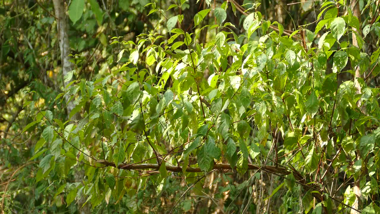 pajarito camina saltando sobre la rama de un árbol, canadá
