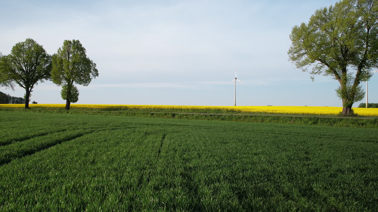 molinos de viento en el campo de colza - disparo aéreo de dron