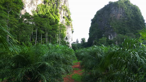 Krabi-Tailandia-Caminando-Pov-Dentro-De-La-Jungla-Con-Acantilados-De-Piedra-Caliza-Formación-Rocosa-Durante-Un-Día-Soleado,-Actividad-De-Senderismo-Viajes-Al-Aire-Libre-Destino-De-Vacaciones-En-Asia