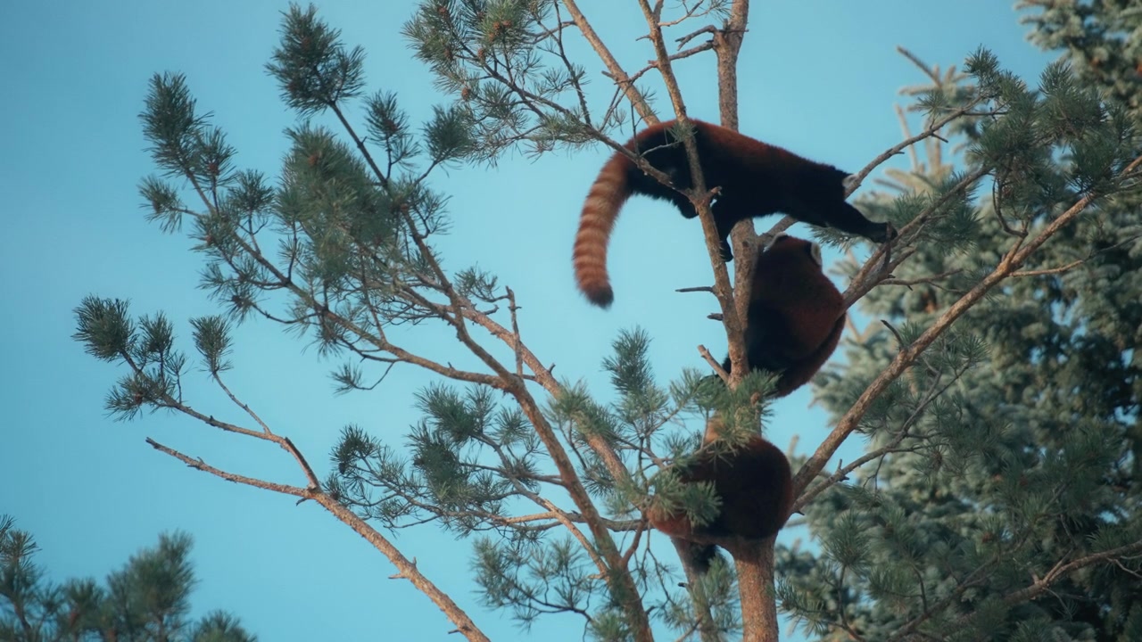 Panda rosso che cerca di arrampicarsi su un altro pino
