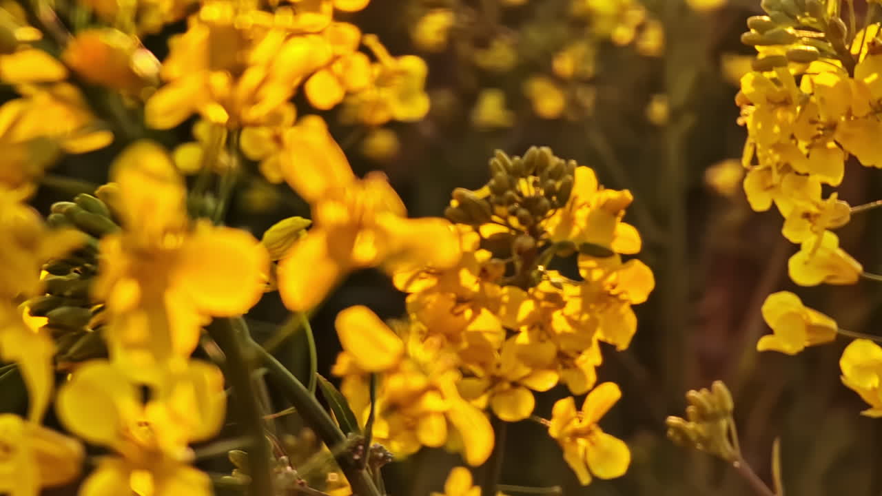 Closeup of blooming yellow rapeseed flowers glowing in evening sunlight