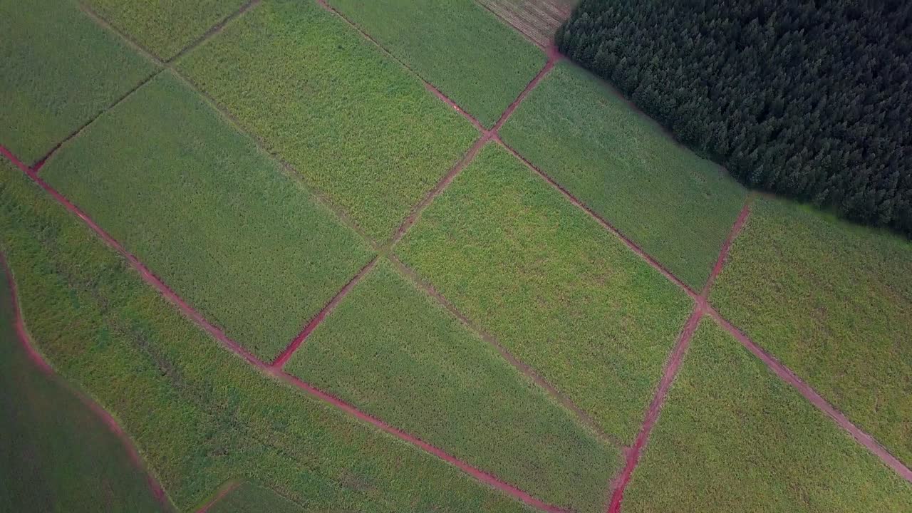 vista aérea de un vasto paisaje de plantaciones de té y caña de azúcar cerca de jinja, uganda