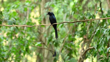 a majestic bird with a long tail with racket-like feathers, the greater racket tailed drongo, dicrurus paradiseus