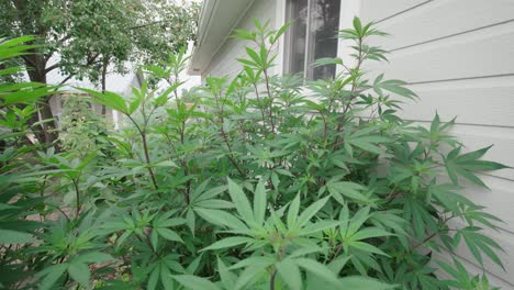 primer plano de la planta de cannabis cultivada fuera de la casa en el jardín
