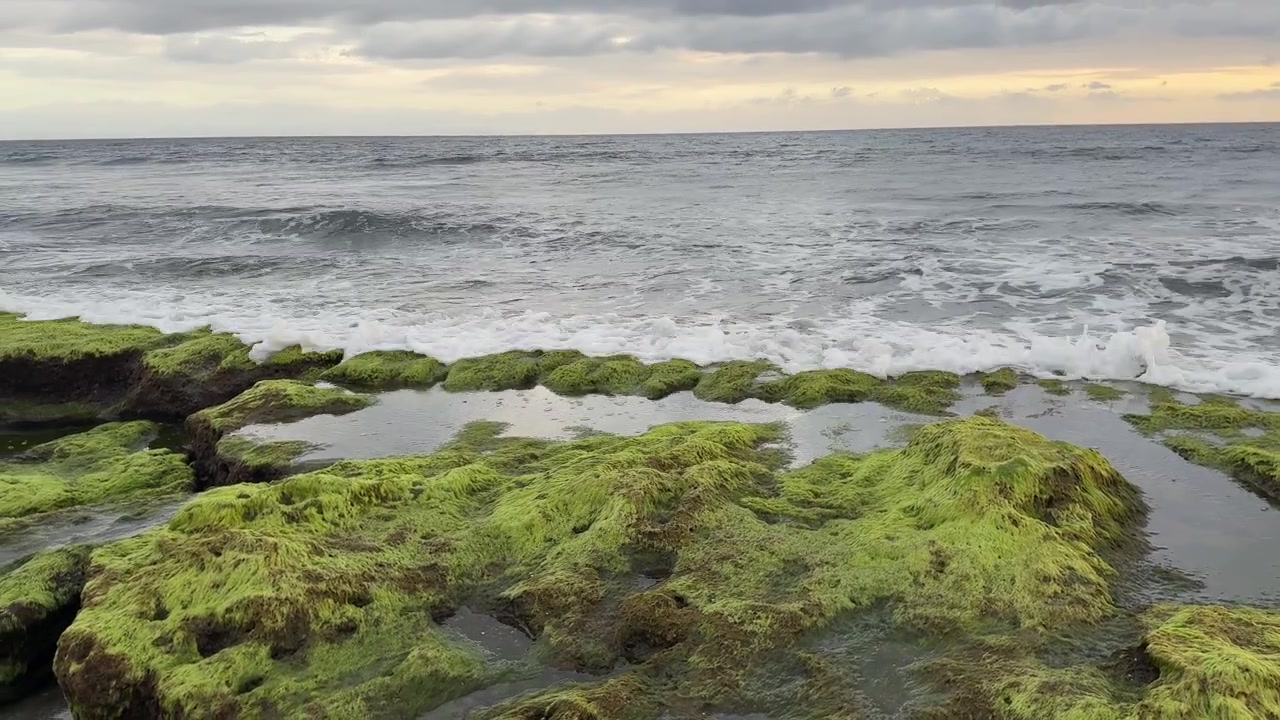 Onde oceaniche che si infrangono su rocce coperte di muschio sulla costa