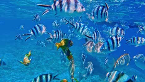 Primer-Plano-De-Diferentes-Peces-Marinos-De-Colores-En-Agua-Fresca-Y-Clara-Del-Océano-Durante-El-Día---Toma-Submarina