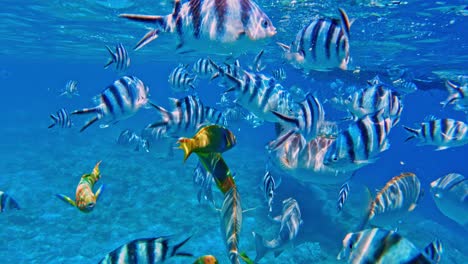 close up shot of different colorful marine fishes in fresh clear ocean water during daytime - underwater shot