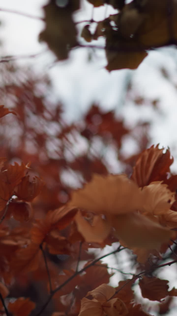 las hojas rojas de otoño se balancean suavemente en la brisa, creando un rico contraste contra un fondo suave y enfocado, los cálidos tonos de tierra mejoran la transición estacional