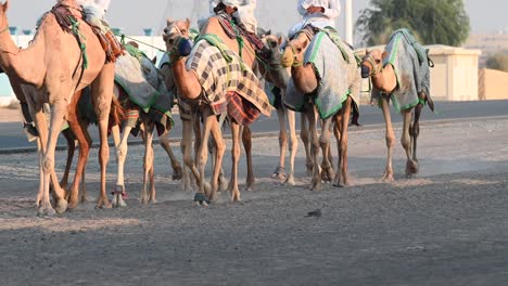 4k: uma caravana de camelos durante seu exercício diário em um acampamento de camelos em dubai, emirados árabes unidos, camelo no deserto do golfo pérsico