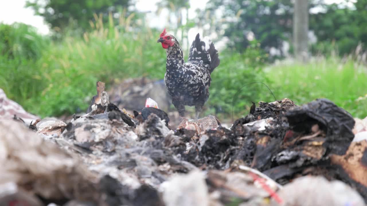 mamá gallina y sus pollitos comiendo en la basura en llamas