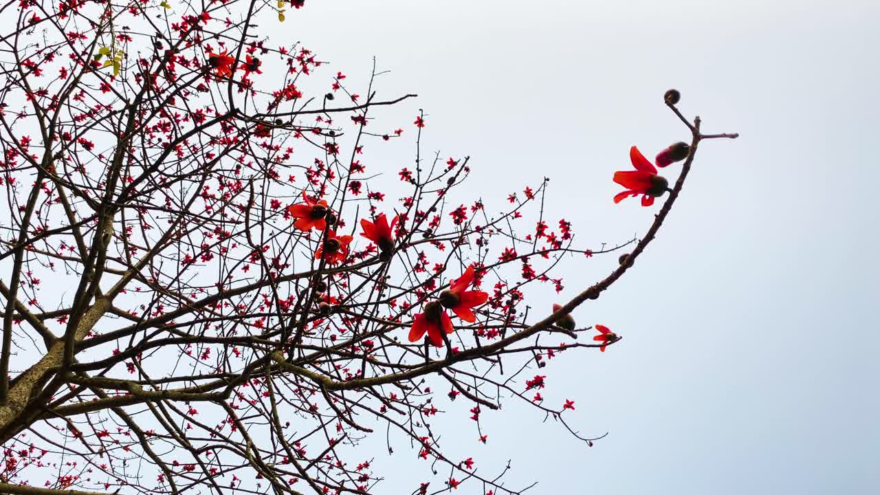 Captivating Shot of a Shimul Flower in Bangladesh, India